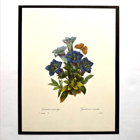 Vintage Redouté Butterfly Print