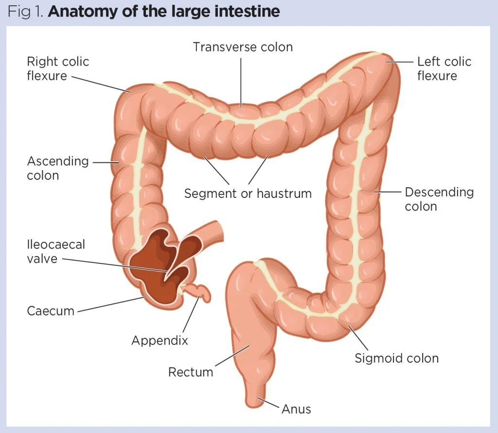 Proctoclysis for Postpartum Hemorrhage: A Functional Medicine and Clinical Physiology Guide for Out-of-Hospital Midwifery