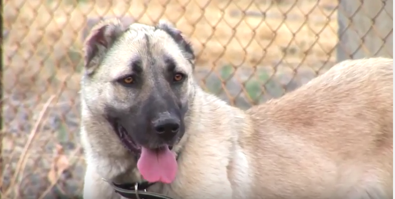  Гампр (армянская овчарка)