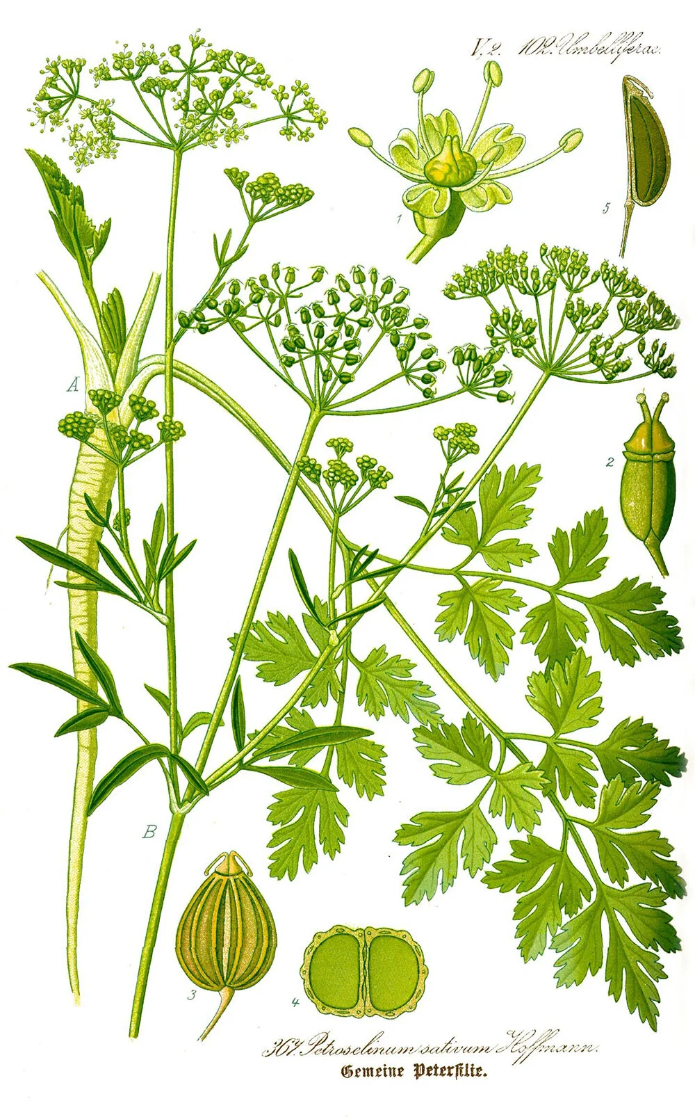Петрушка схема. Петрушка Ботаническое. Петрушка (род). Строение петрушки. Petroselinum crispum рисунок.