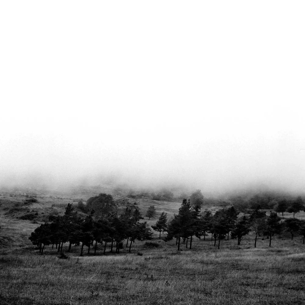 Shushi-Trees-2.jpg