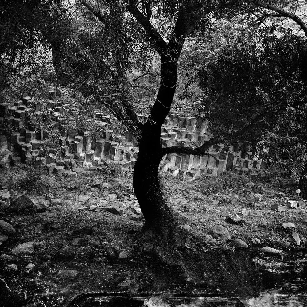 Tree-of-Garni.jpg