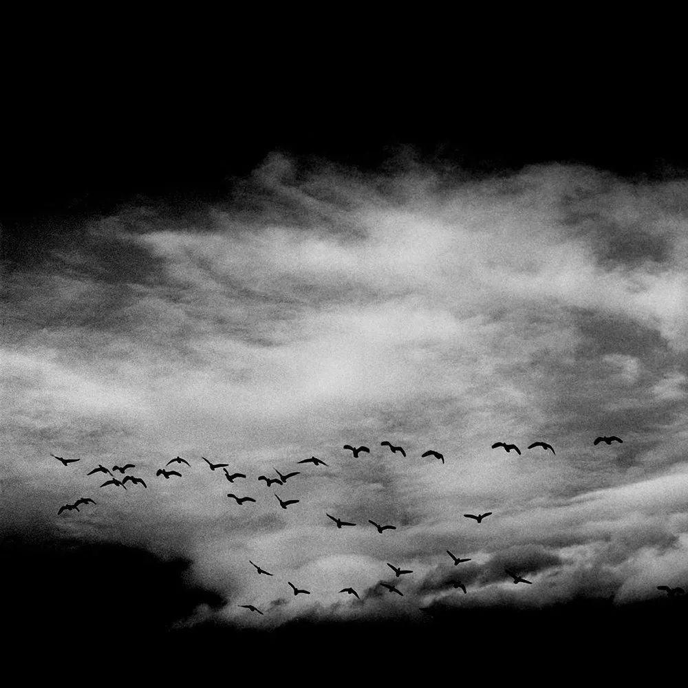 07Birds_RiverRoad02.jpg