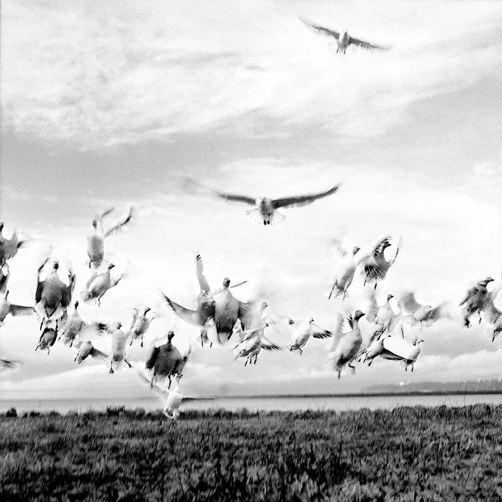 16Birds_RiverRoad09.jpg