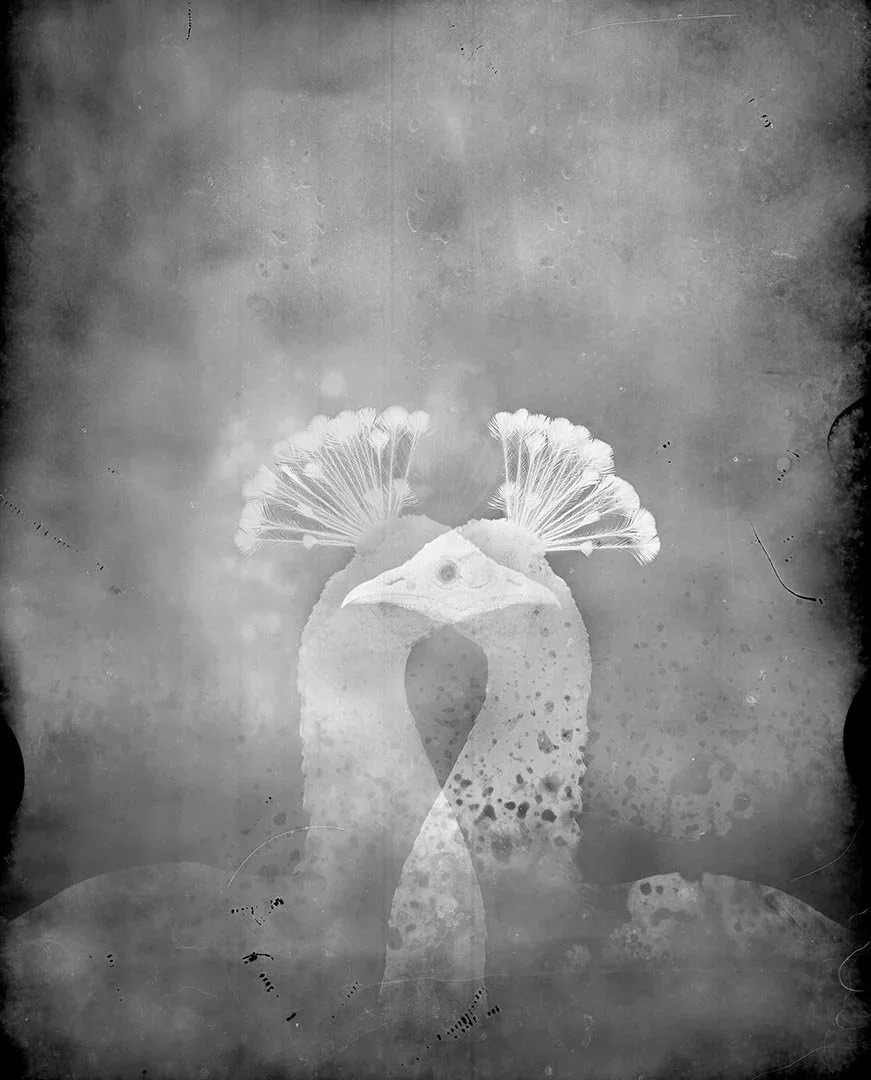 2peacocks.jpg