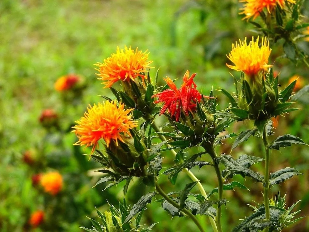 Safflower Information - How To Grow Safflower Plants In The Garden Planting flow