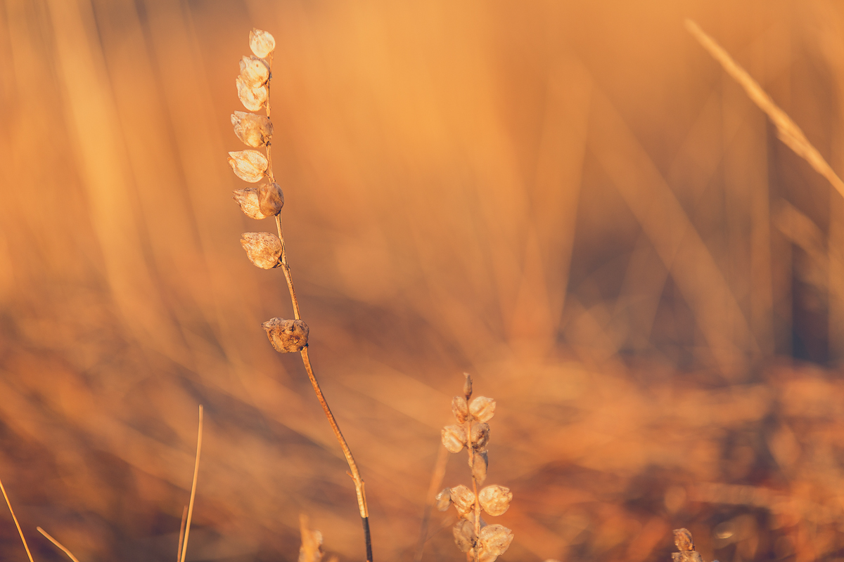 20141123-_14A9849.jpg