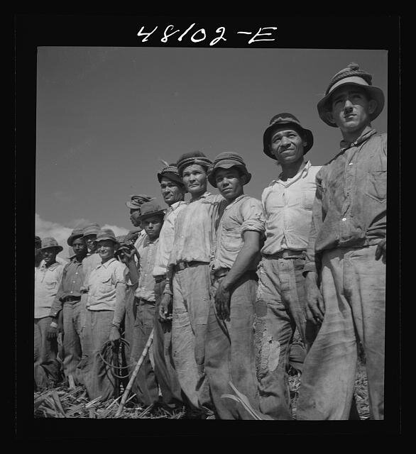 arecibo- sugarcane pkantation-1942.jpg