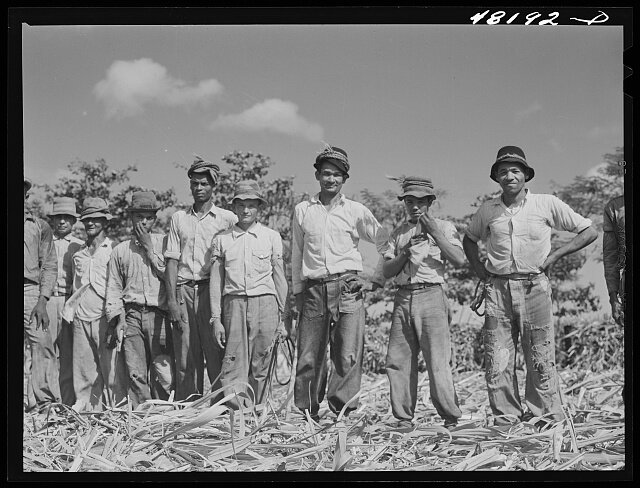 sugarcane - 1942- arecibo.jpg
