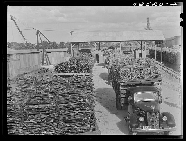sugarcane trucks- 1942.jpg