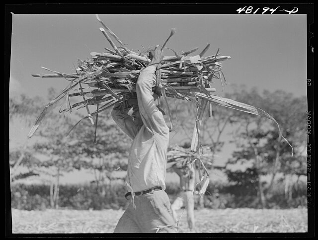 sugarcane worker- 1942- delano.jpg