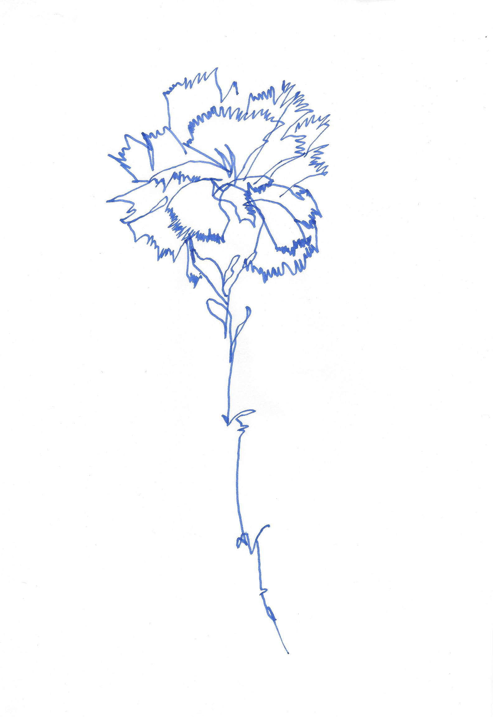 Ink Carnation.jpg