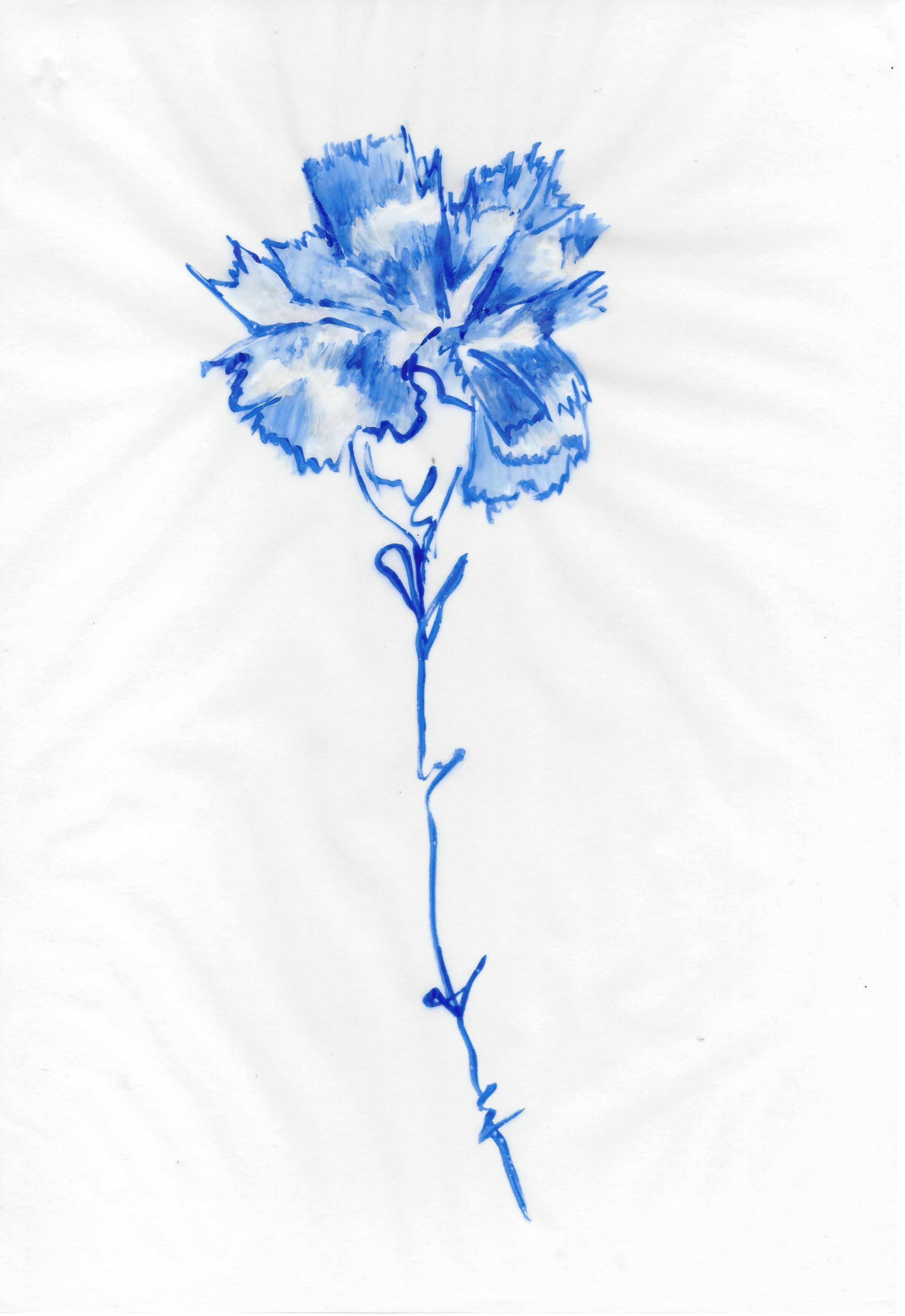 Carnations-1.jpg