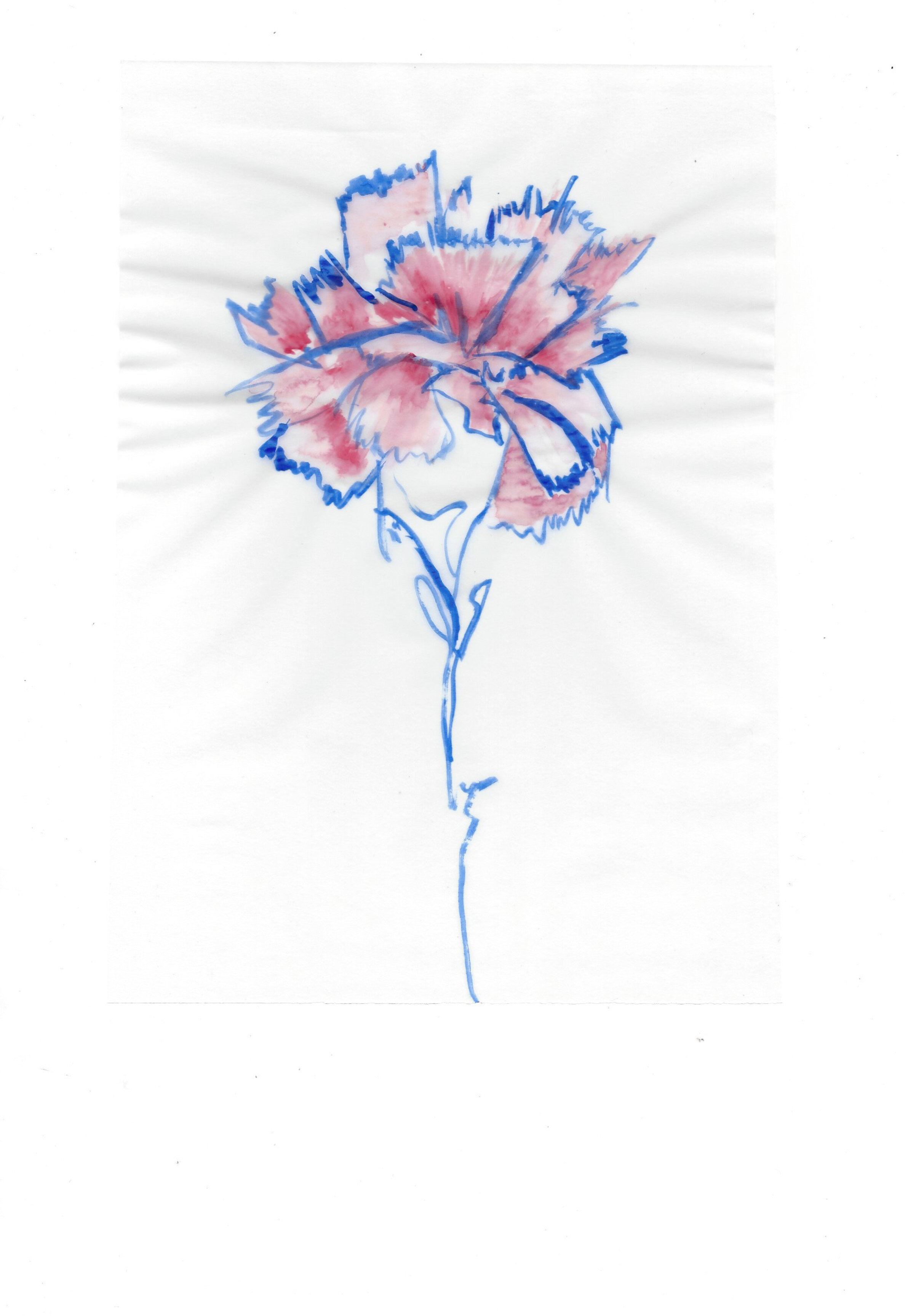 Carnations-2.jpg