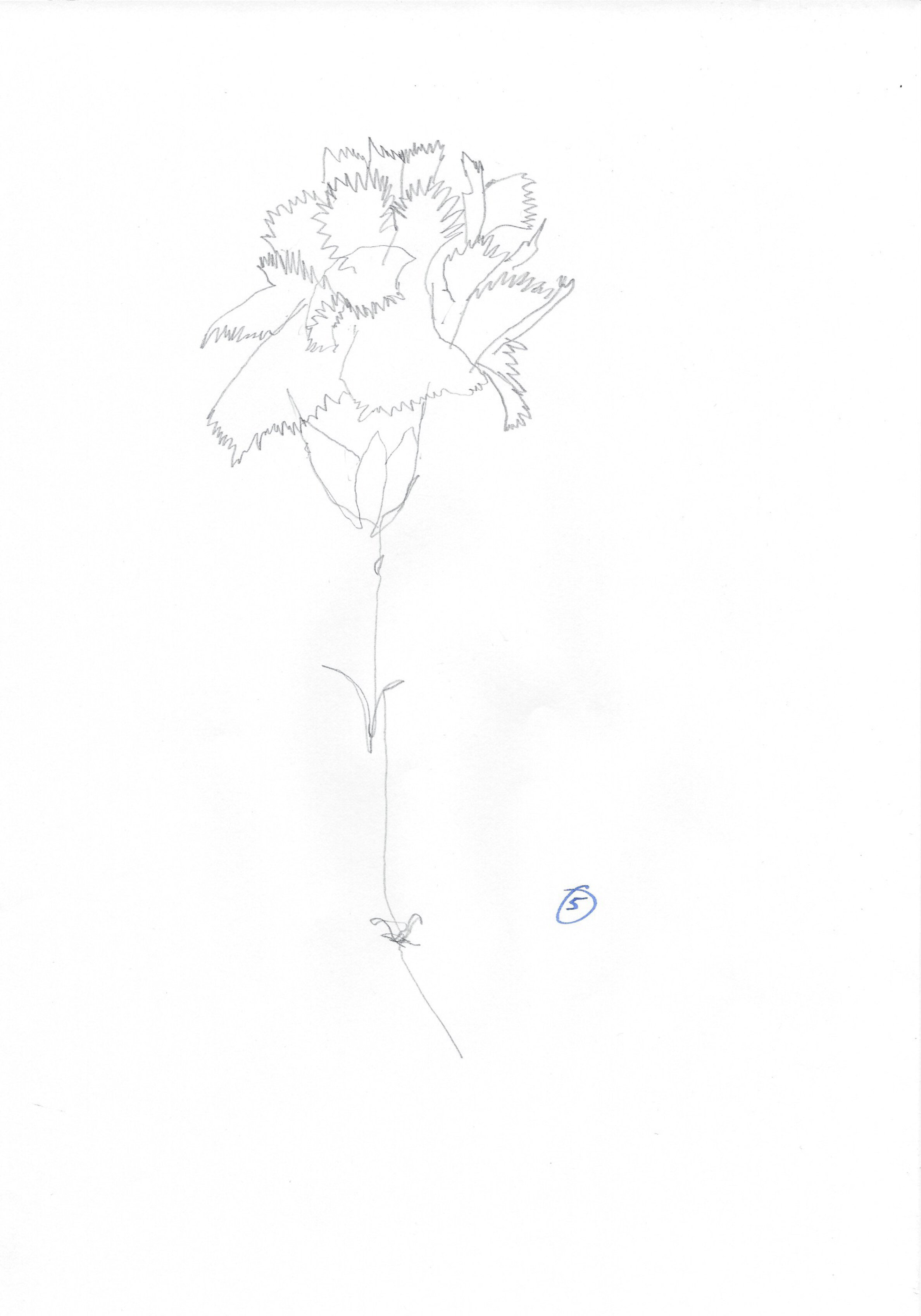 Carnations-6.jpg