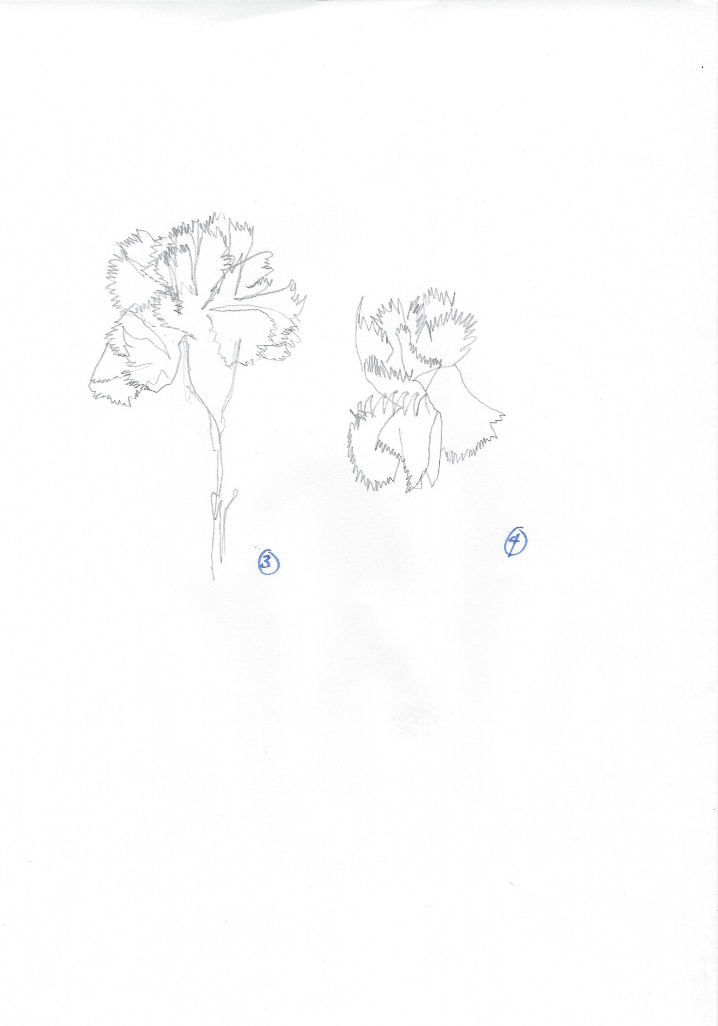 Carnations-7.jpg