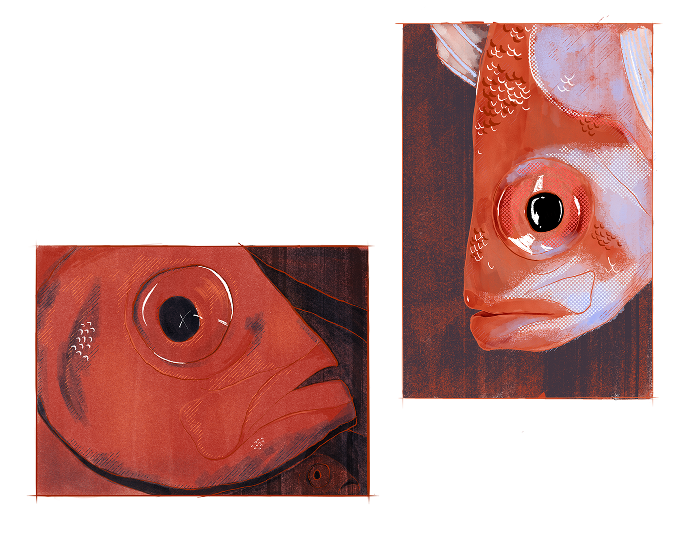 Fish eyes_LR.png