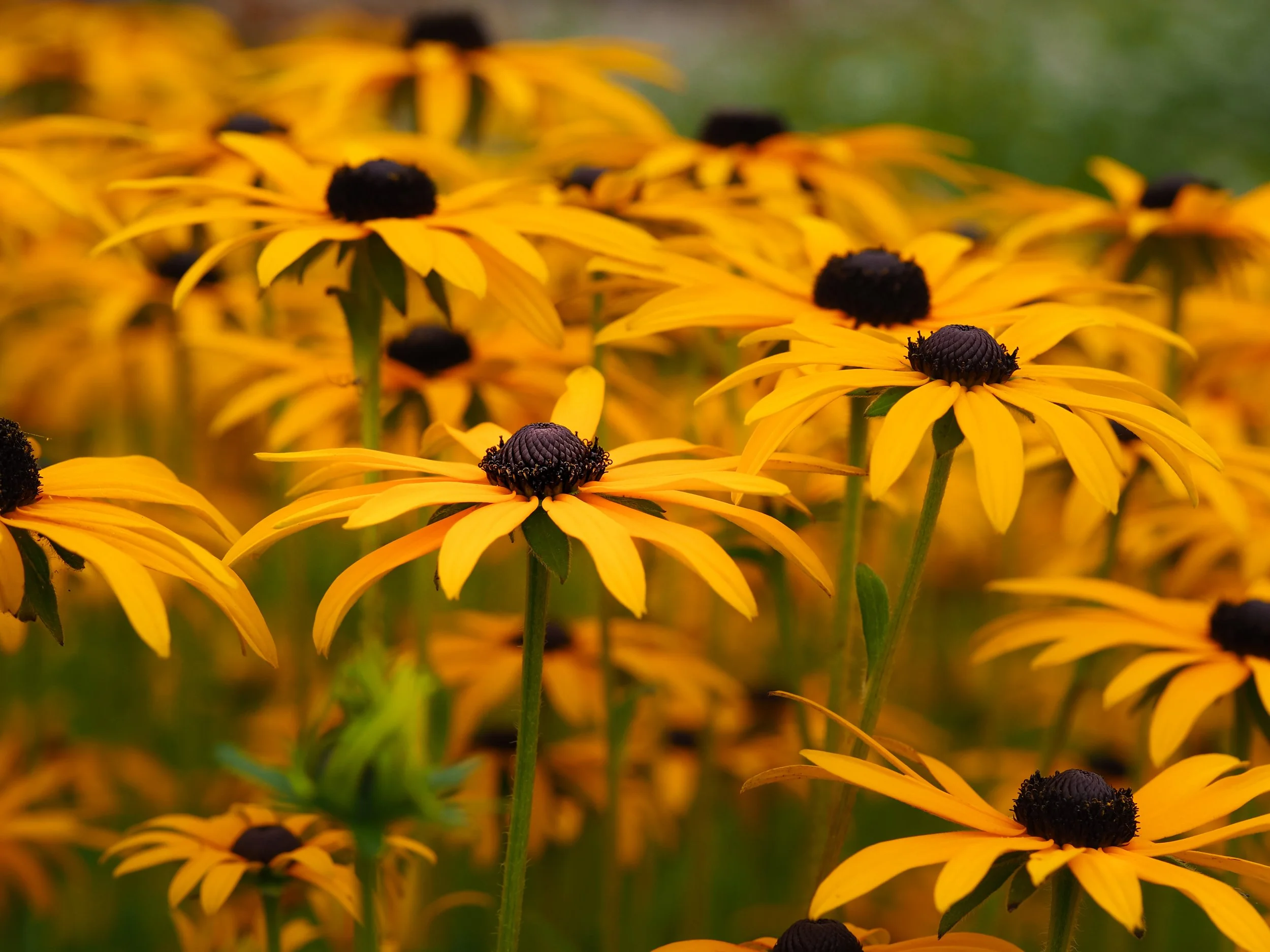 AdobeStock_335345123.jpeg