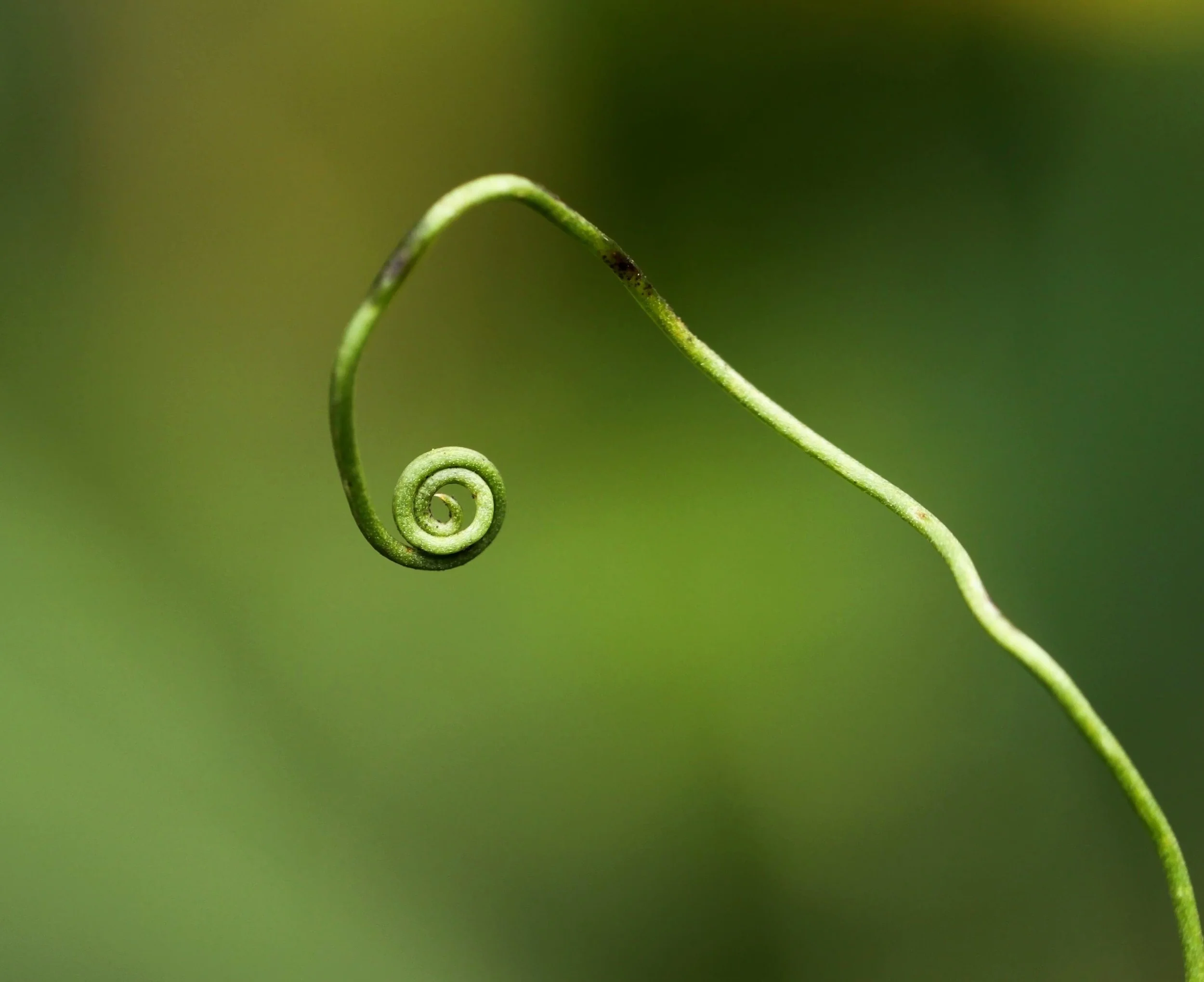 plant-258286.jpg