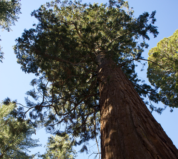  A Giant Sequoia tree 