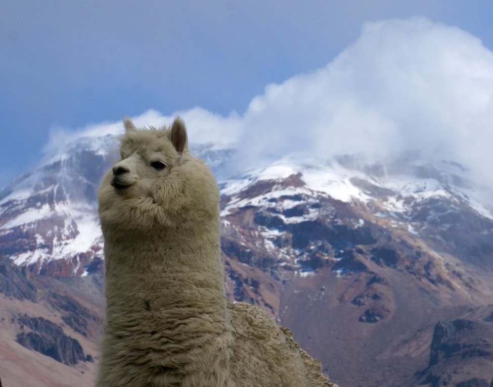 Alpaca and Chimborazo