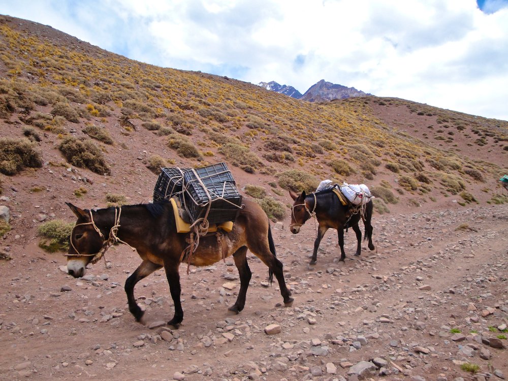 Mules on Aconcagua