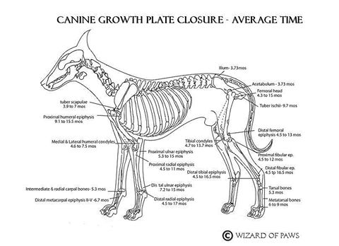 Growth Plate Closure Chart