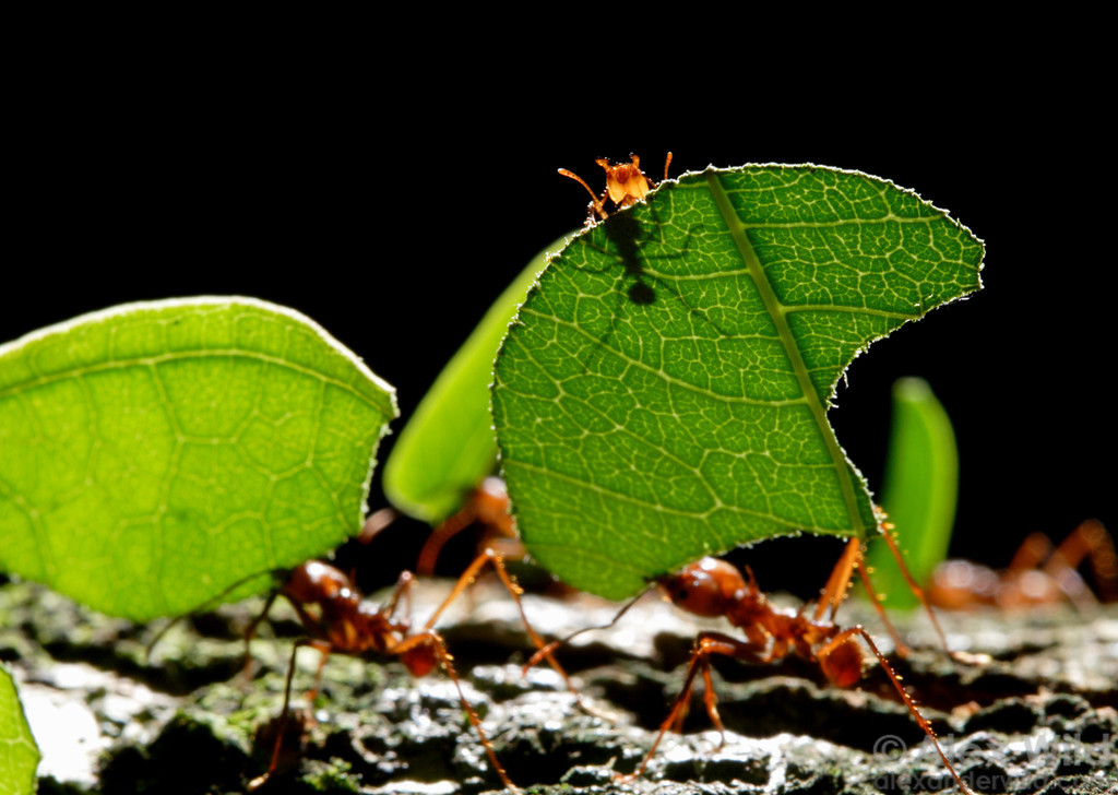 Images coming soon! in the meantime, here are the study organisms, Atta cephalotes ants. Image credit Alex Wild www.alexanderwild.com