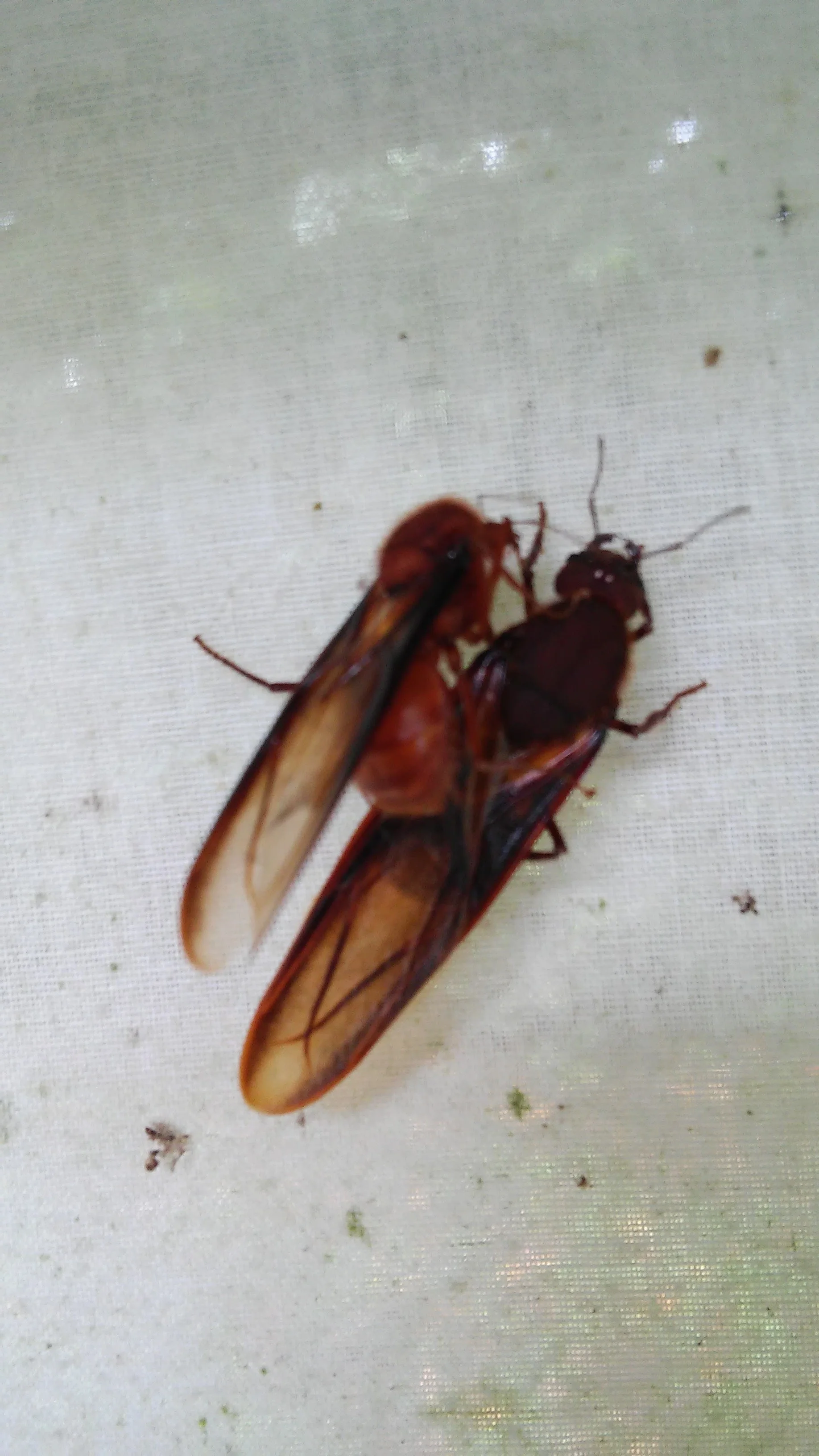 20160614_081836.jpg