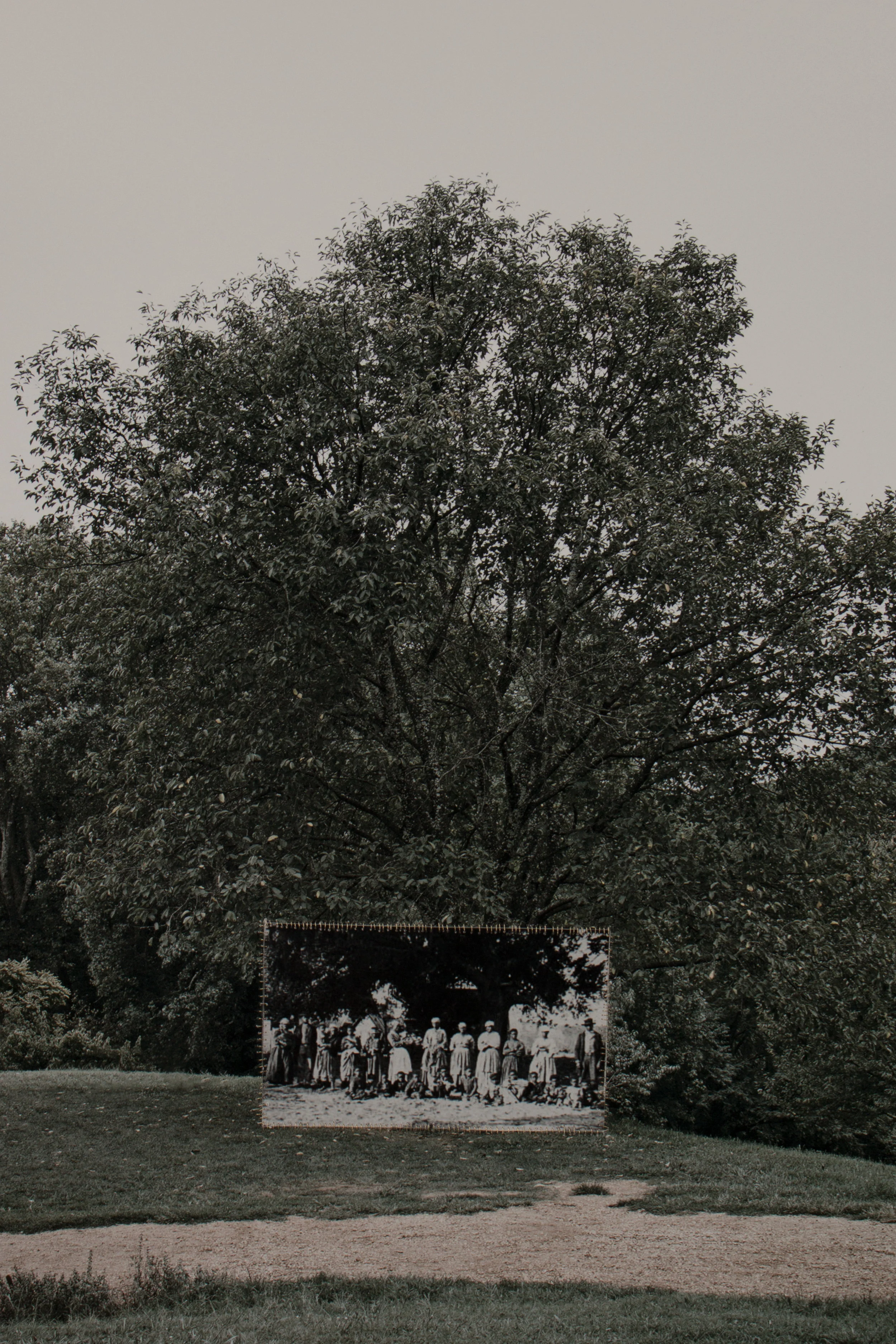 Under the Big Tree, Monticello, Virginia, 2017
