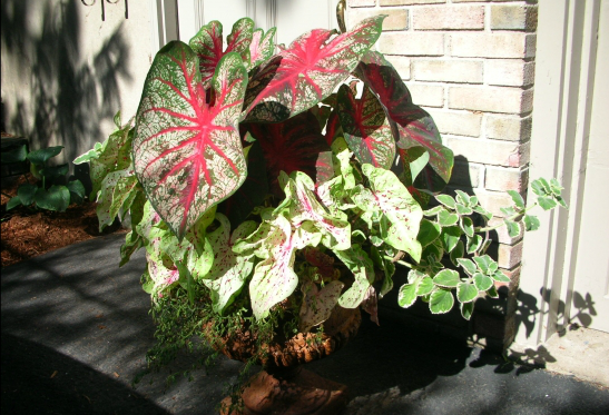 Container gardens.PNG