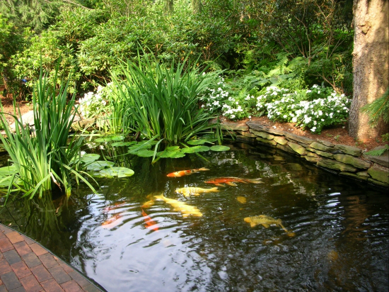 Koi Pond.PNG