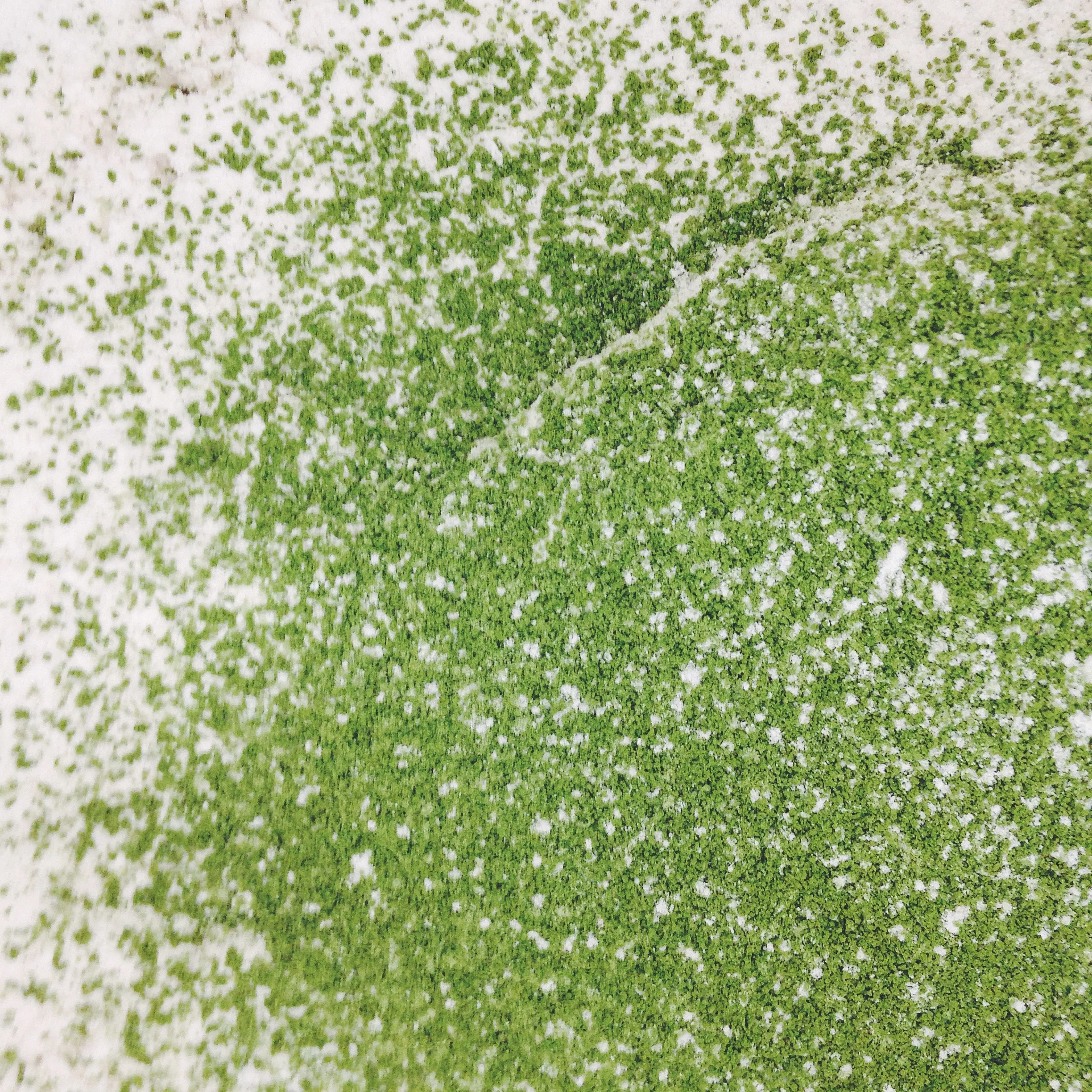 Matcha White Chocolate Cookies