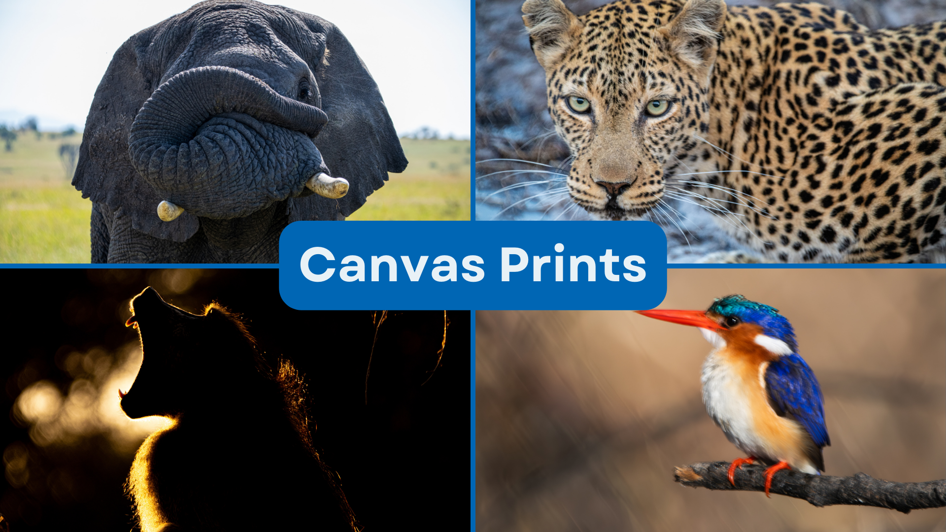 Canvas Prints