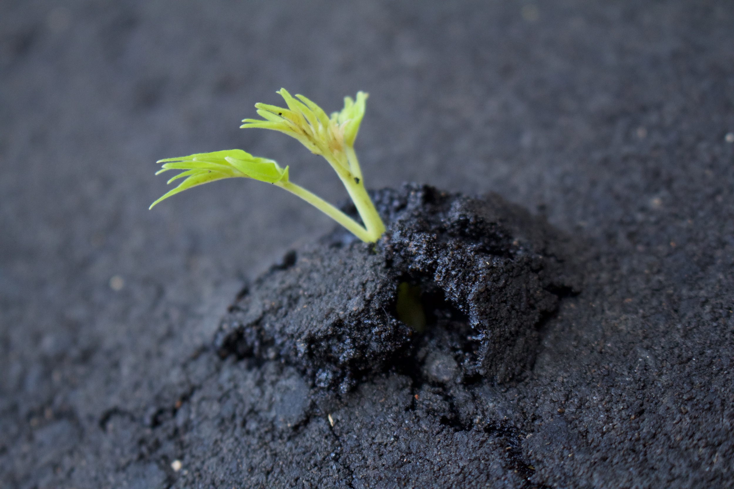 Even the most delicate things can break through it.