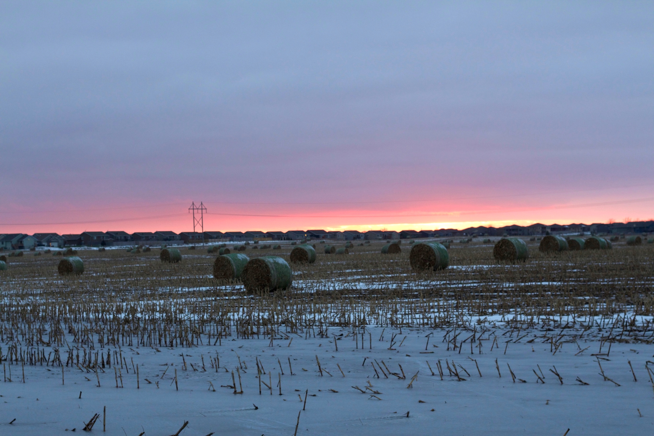 Life on the plains