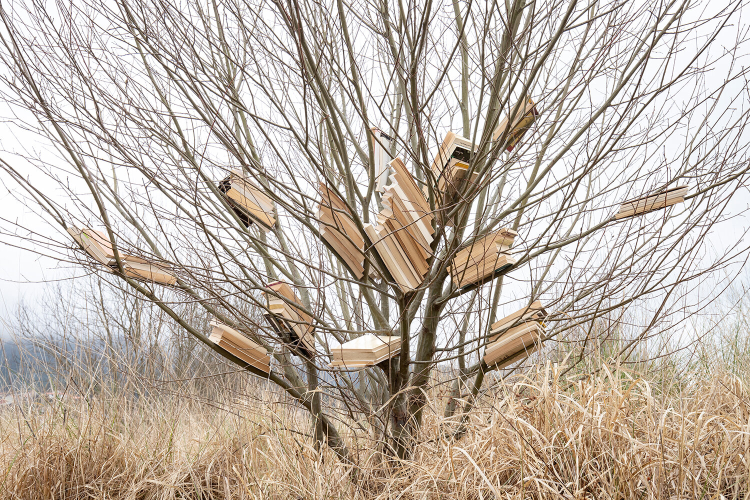 Escrito en las hojas, 07.jpeg