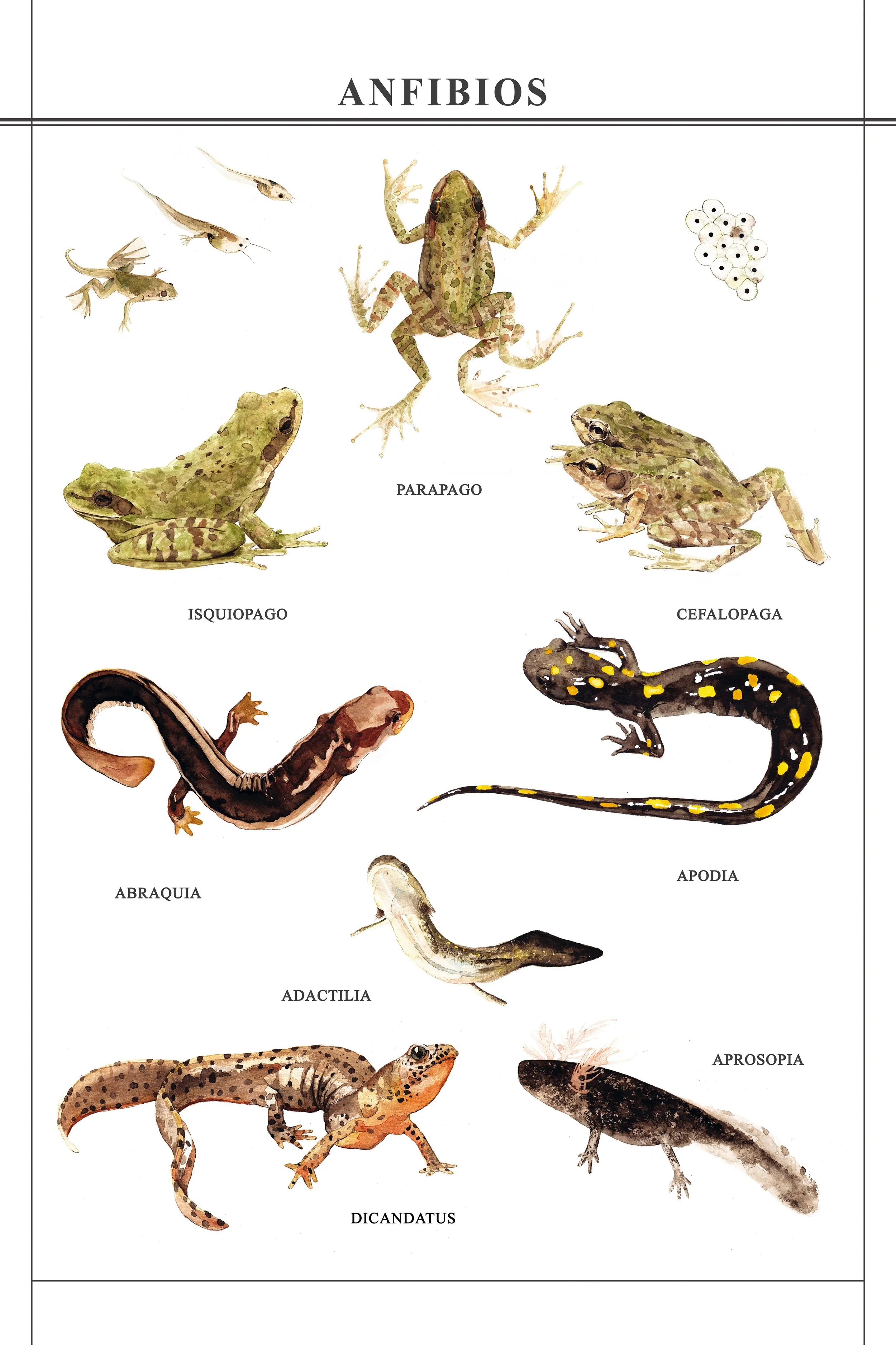 Teratología (Anfibios), 2017