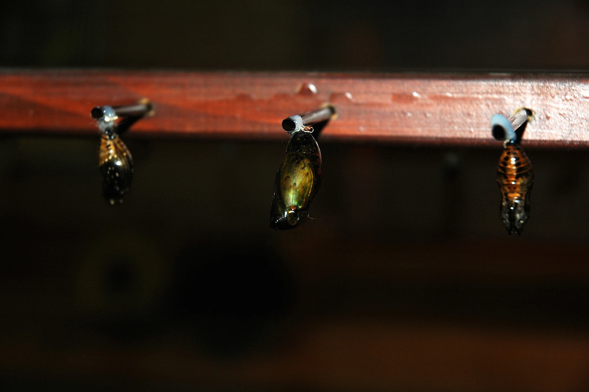 skoerne_butterfly_467.jpg