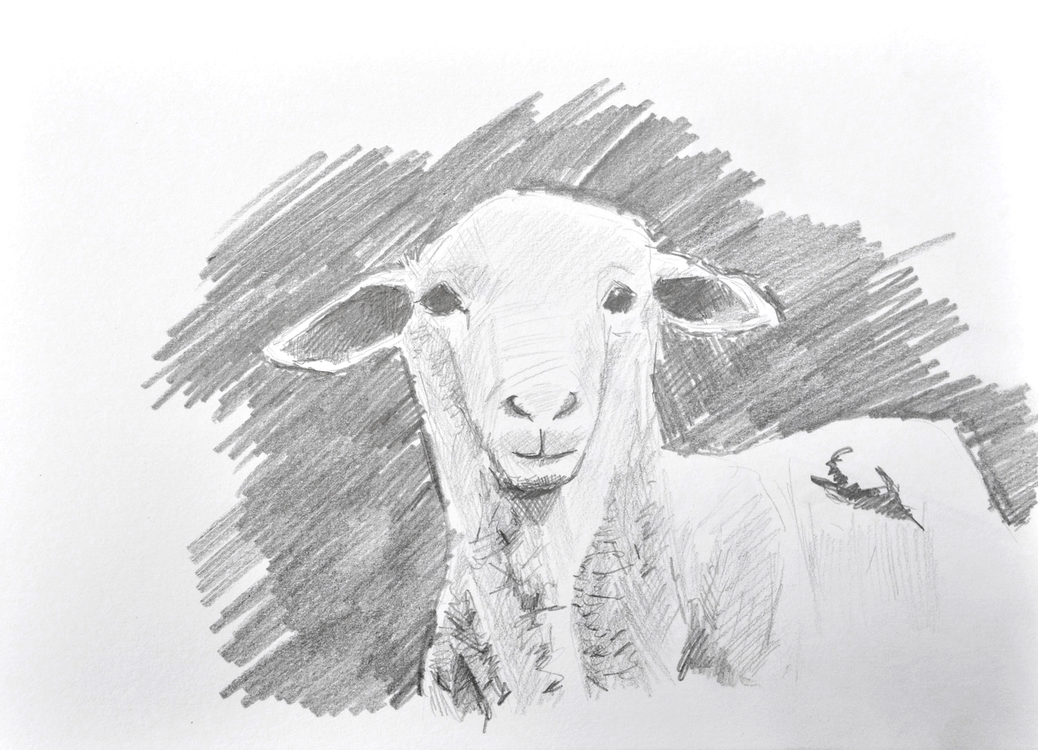 Sheep-May8th-1500px.jpg