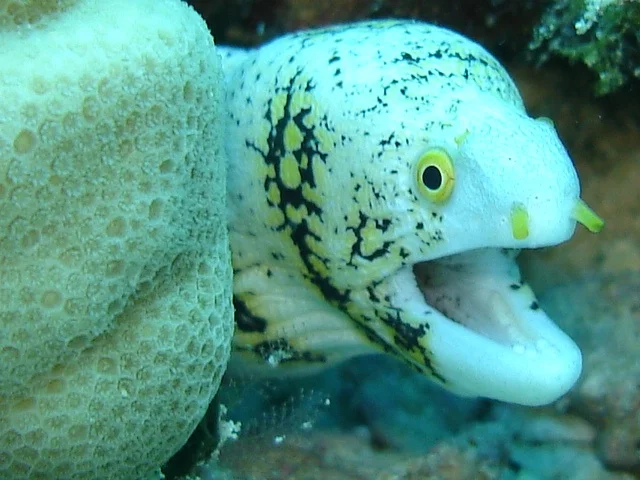 eel.jpg