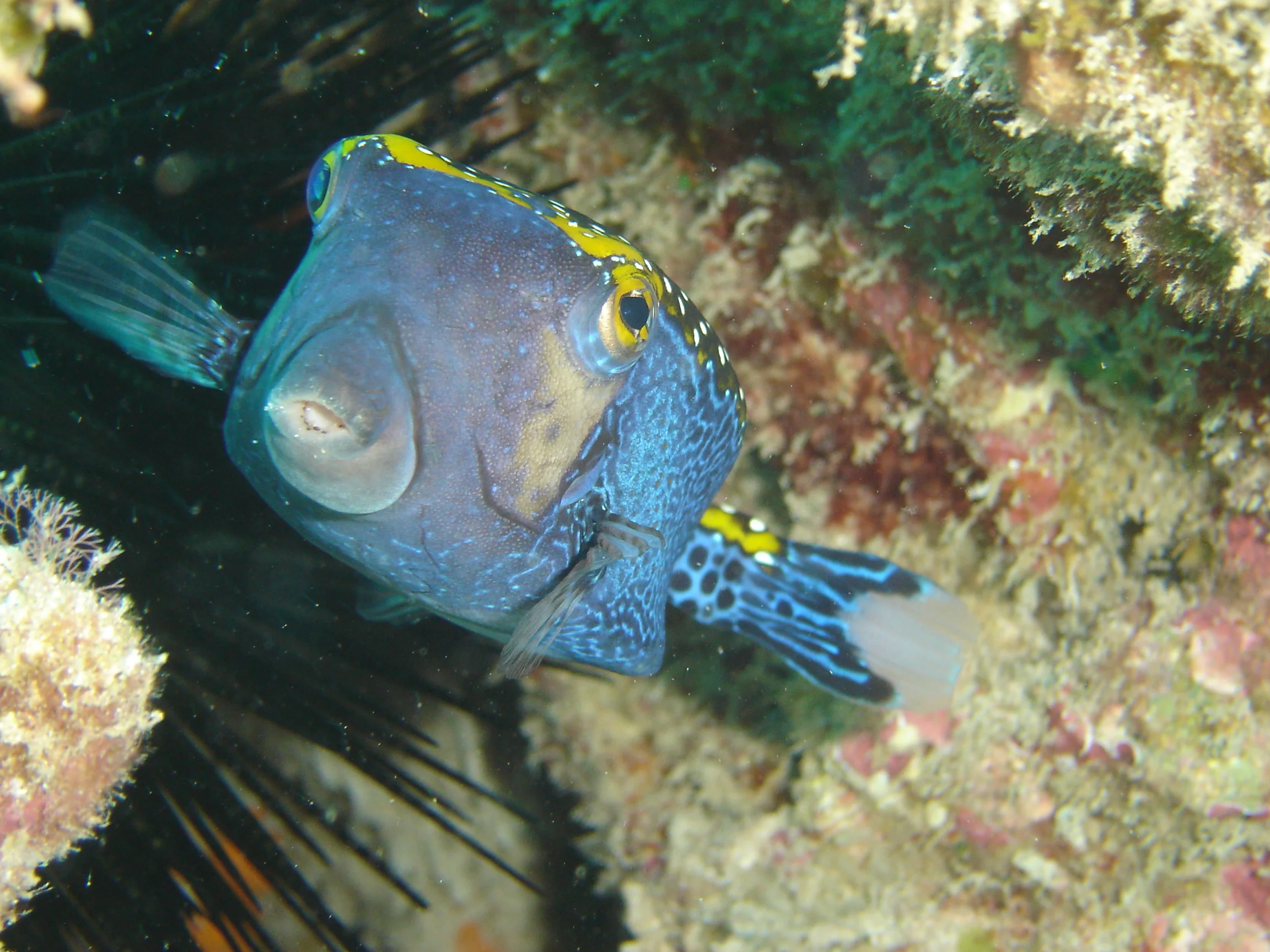 Spotted Boxfish.JPG