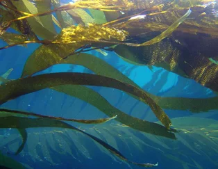 kelp.jpg