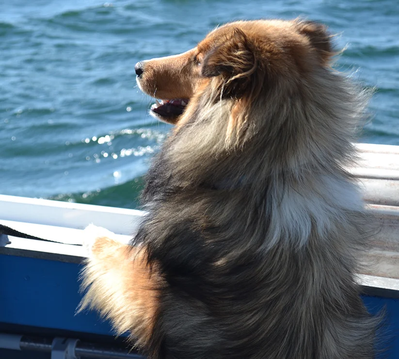 Lucy spectating.jpg