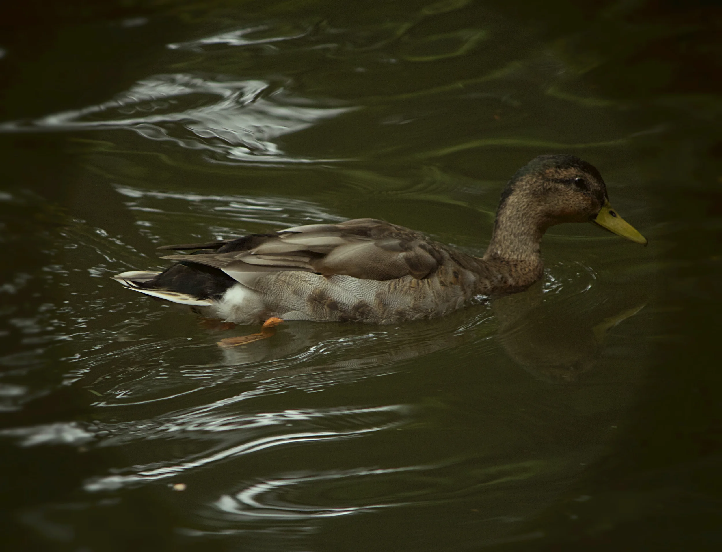 IMG_0133_Fotor.jpg