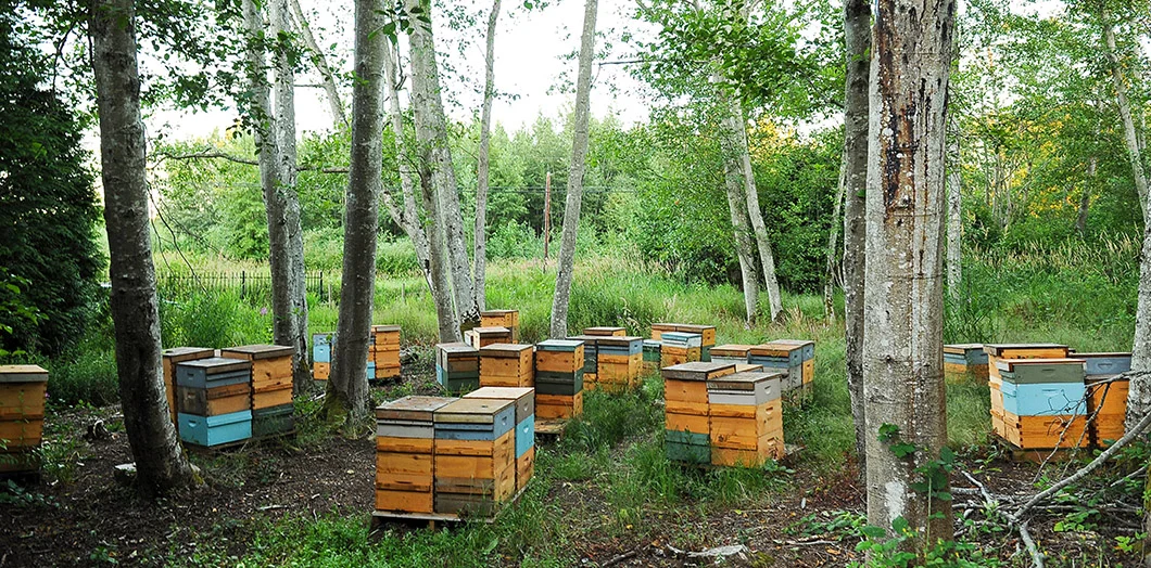 #farmersmarket #bhamfarmersmkt #communityfoodcoop #cascades #beeworksfarm #honey #beekeeper #honeybees #nature #beesofinstagram #bee #PNW #Bellingham #farmlife #localhoney #mountbaker #eatlocal #rawandunfiltered #rawhoney #raw #unfiltered #savethebees #honeybee #honeycomb #beelove #beekeeping #lovenature #eatrealfood #rawfood #foods52 #saveur #bonappetite