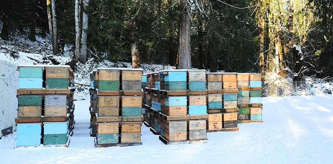 #farmersmarket #bhamfarmersmkt #communityfoodcoop #cascades #beeworksfarm #honey #beekeeper #honeybees #nature #beesofinstagram #bee #PNW #Bellingham #farmlife #localhoney #mountbaker #eatlocal #rawandunfiltered #rawhoney #raw #unfiltered #savethebees #honeybee #honeycomb #beelove #beekeeping #lovenature #eatrealfood #rawfood #foods52 #saveur #bonappetite