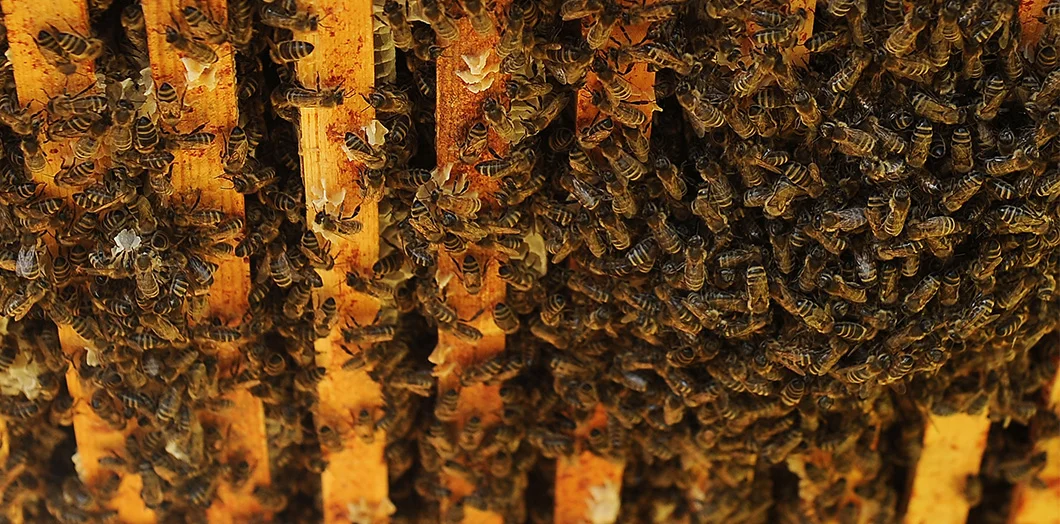 #farmersmarket #bhamfarmersmkt #communityfoodcoop #cascades #beeworksfarm #honey #beekeeper #honeybees #nature #beesofinstagram #bee #PNW #Bellingham #farmlife #localhoney #mountbaker #eatlocal #rawandunfiltered #rawhoney #raw #unfiltered #savethebees #honeybee #honeycomb #beelove #beekeeping #lovenature #eatrealfood #rawfood #foods52 #saveur #bonappetite