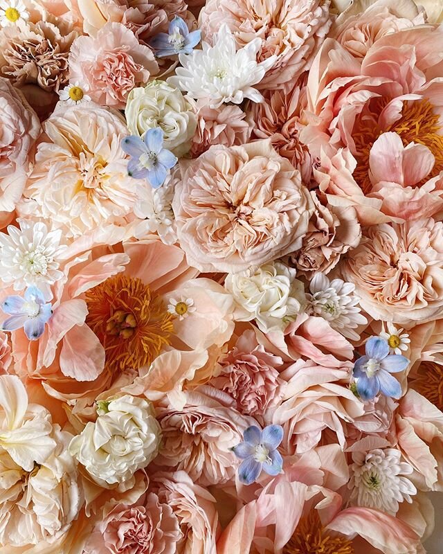 A pile of ruffly petals for your Sunday ✨✨
.
.
.
.
.
.

#sanfranciscoflorist #thatsdarling #livecreative #bosslady #bossbabe #risingtide #createbeauty #liveauthentic #communityovercompetition  #abmlifeiscolorful #theeverygirl #peoplescreative #called
