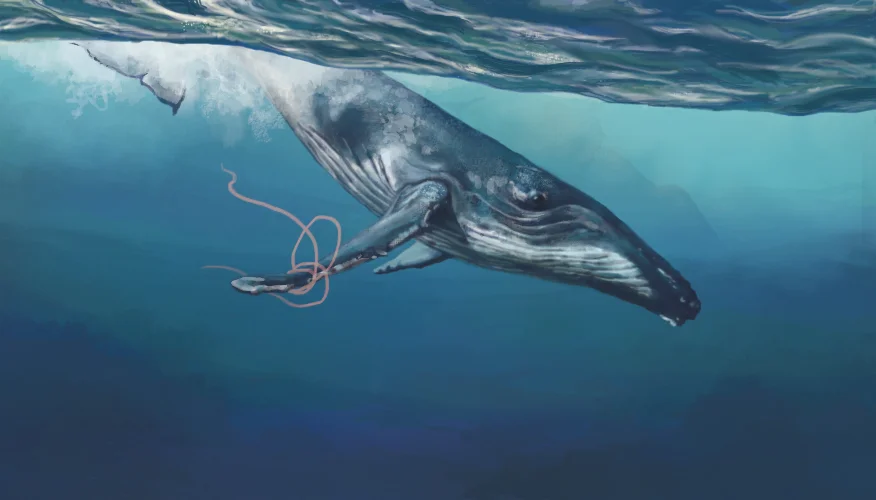 whalergb.jpg